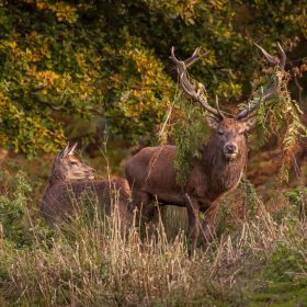 Tony McCann - Red Stag At The Rut